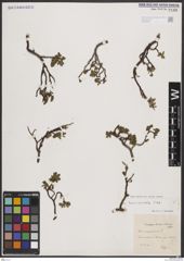 Foto von Salix breviserrata Flod.